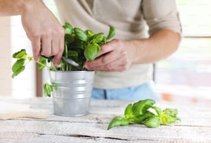 Man cutting basil leaves on a white wooden kitchen table
