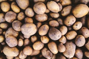 Close up de batatas frescas. Fundo vegetal.
