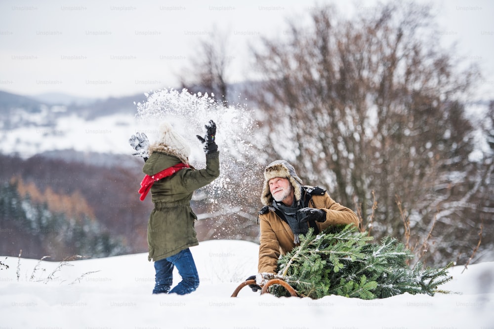 Grandfather and a small girl getting a Christmas tree in forest, having fun. Winter day.
