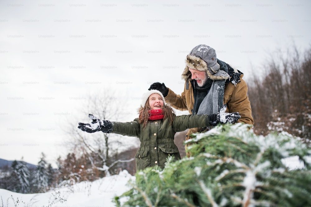 Grand-père et une petite fille reçoivent un arbre de Noël dans la forêt. Journée d’hiver.