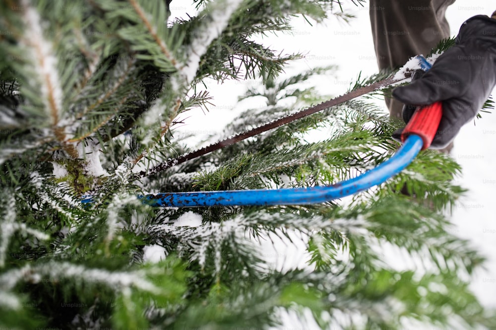 Unrecognizable man getting a Christmas tree in forest. Winter day. Close up.