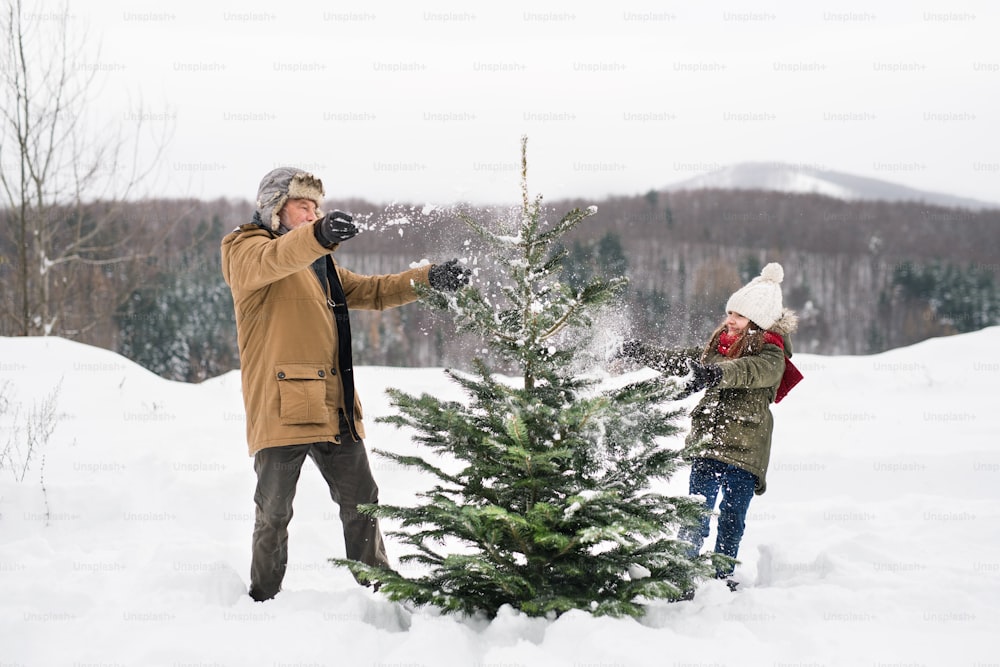 Grandfather and a small girl getting a Christmas tree in forest, having fun. Winter day.