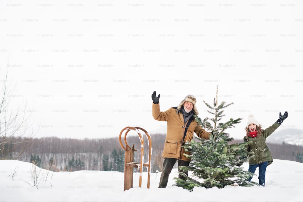 할아버지와 어린 소녀가 숲에서 크리스마스 트리를 들고 즐거운 시간을 보내고 있다. 겨울날.