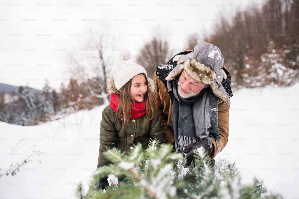 Großvater und ein kleines Mädchen, das einen Weihnachtsbaum im Wald bekommt. Wintertag.
