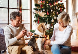 집 안의 조명이 켜진 크리스마스 트리 앞 바닥에 앉아 있는 노부부는 개가 불빛의 사슬에 얽혀 있다.