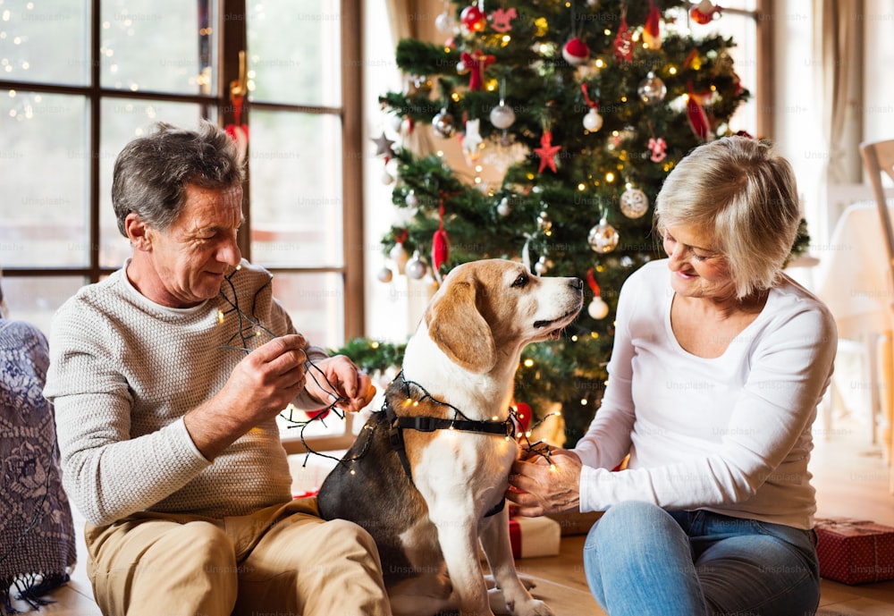 家の中の照らされたクリスマスツリーの前の床に座り、犬を光の鎖に絡ませた老夫婦。