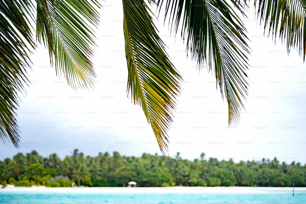 a view of a tropical beach from under a palm tree