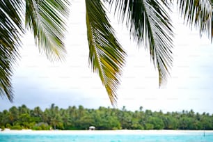 a view of a tropical beach from under a palm tree