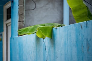 uma planta verde está crescendo de uma parede azul