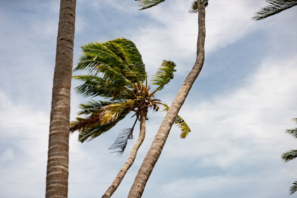 a couple of palm trees that are next to each other