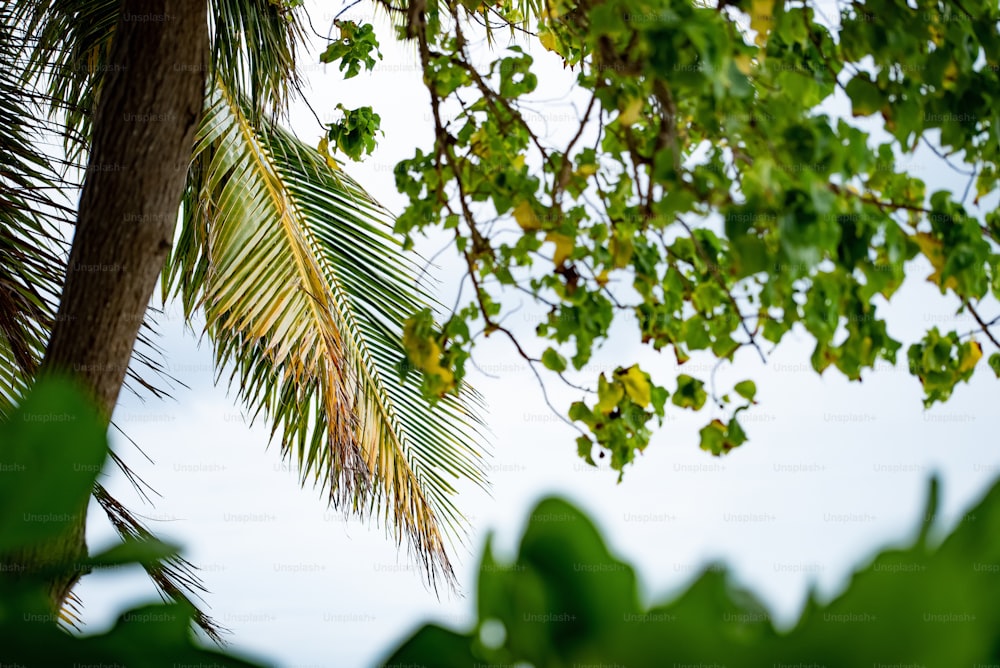 Un palmier avec des feuilles et un ciel bleu en arrière-plan