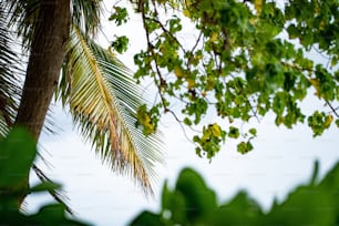 a palm tree with leaves and a blue sky in the background