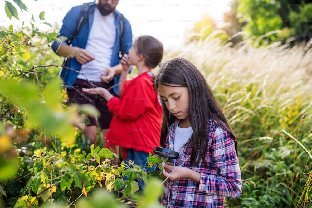 A group of small school children with teacher on field trip in nature, learning science.