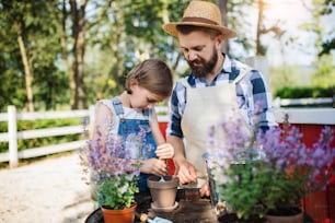 A mature father with small daughter outdoors on family farm, planting herbs.