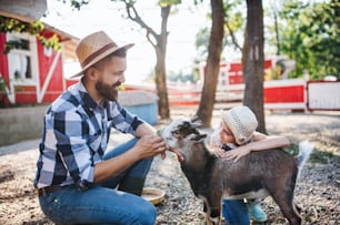 Un padre con la figlia piccola all'aperto nella fattoria di famiglia, nutrendo gli animali caprini.