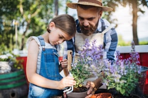 A mature father with small daughter outdoors on family farm, planting herbs.