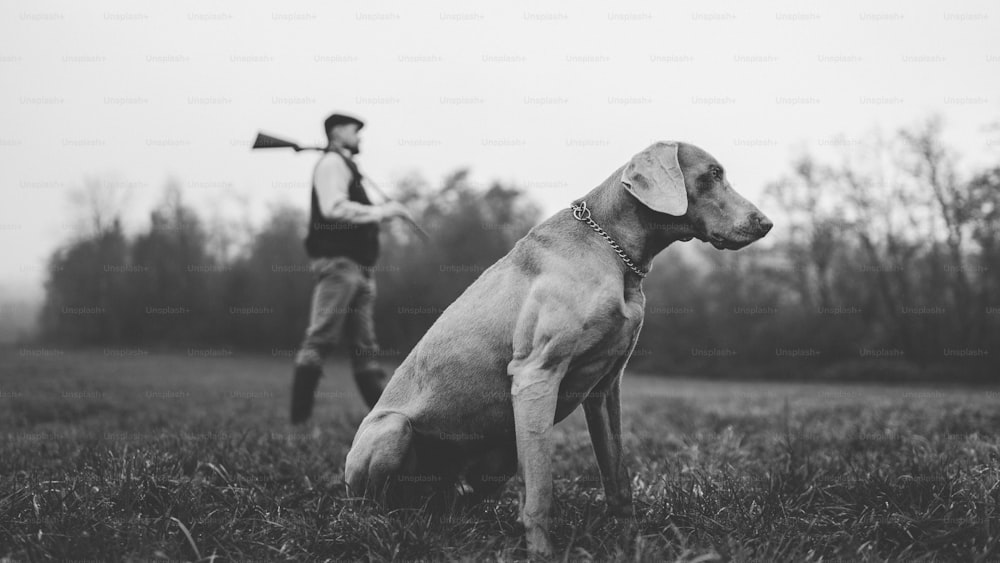 A hunter man with dog in traditional shooting clothes on field holding shotgun, black and white photo.