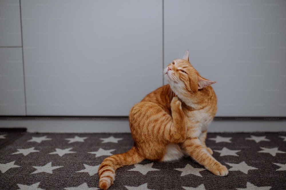 Um gato de gengibre se coçando com a perna dentro de casa.