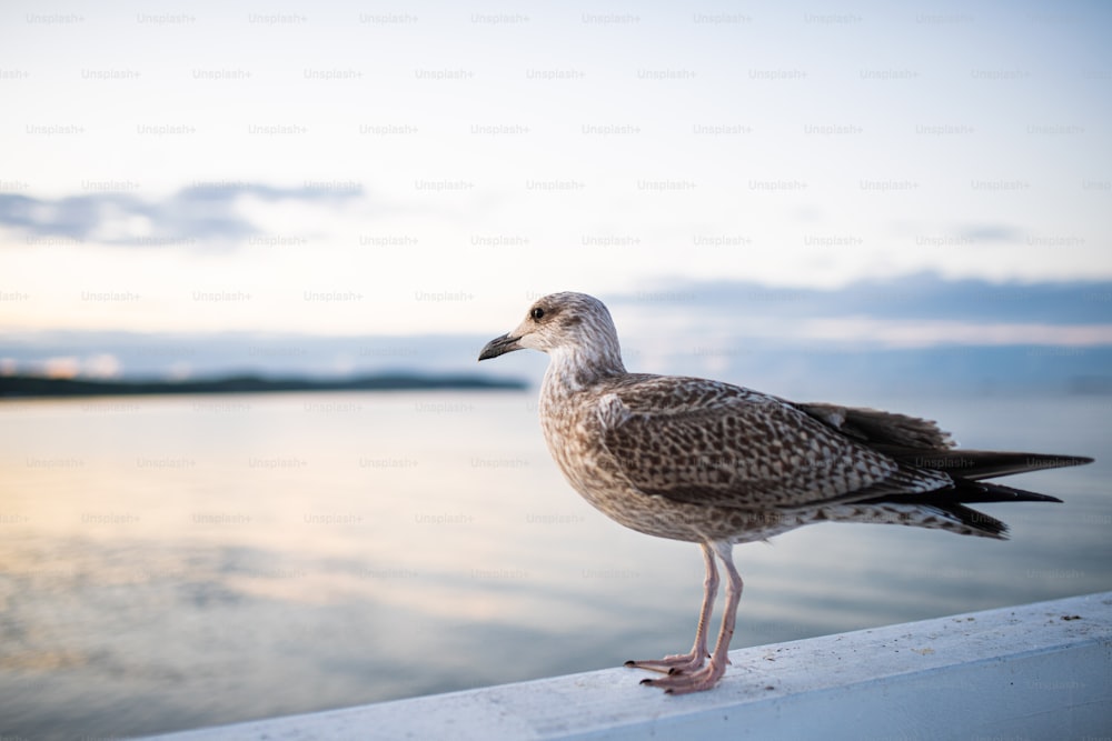 Side view of a seagull standing on pier by sea at sunset.