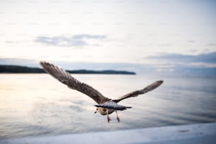 Rear view of a seagull flying over sea.
