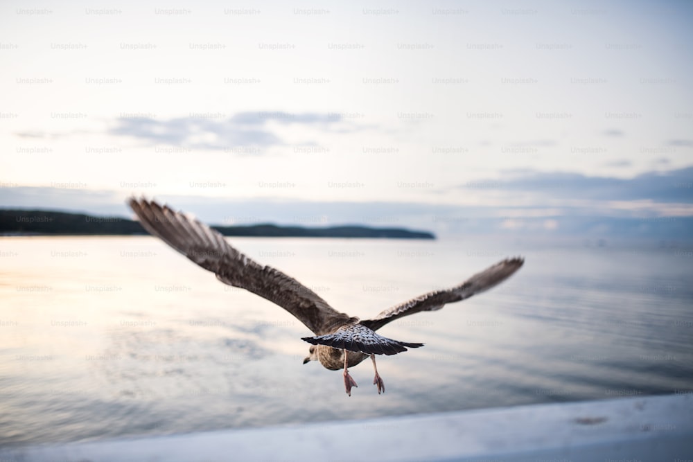 Vista trasera de una gaviota volando sobre el mar.