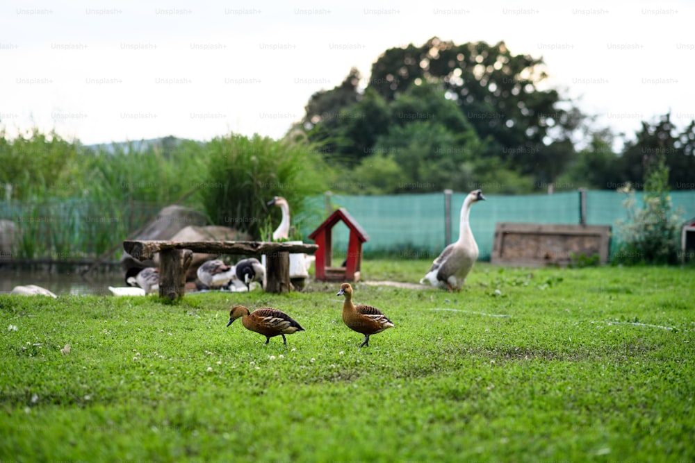 Patos animales por estanque en granja en el campo, día de verano.