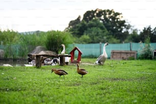 여름날 시골의 농장에서 연못으로 동물들을 오리들.