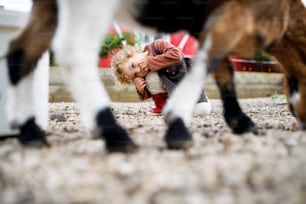 Retrato frontal de una linda niña pequeña parada en la granja, mirando a la cámara.