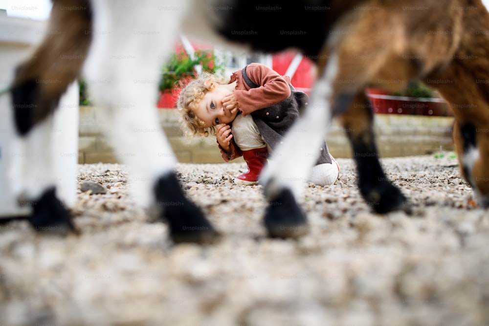 Vorderansicht Porträt eines niedlichen kleinen Mädchens, das auf dem Bauernhof steht und in die Kamera schaut.