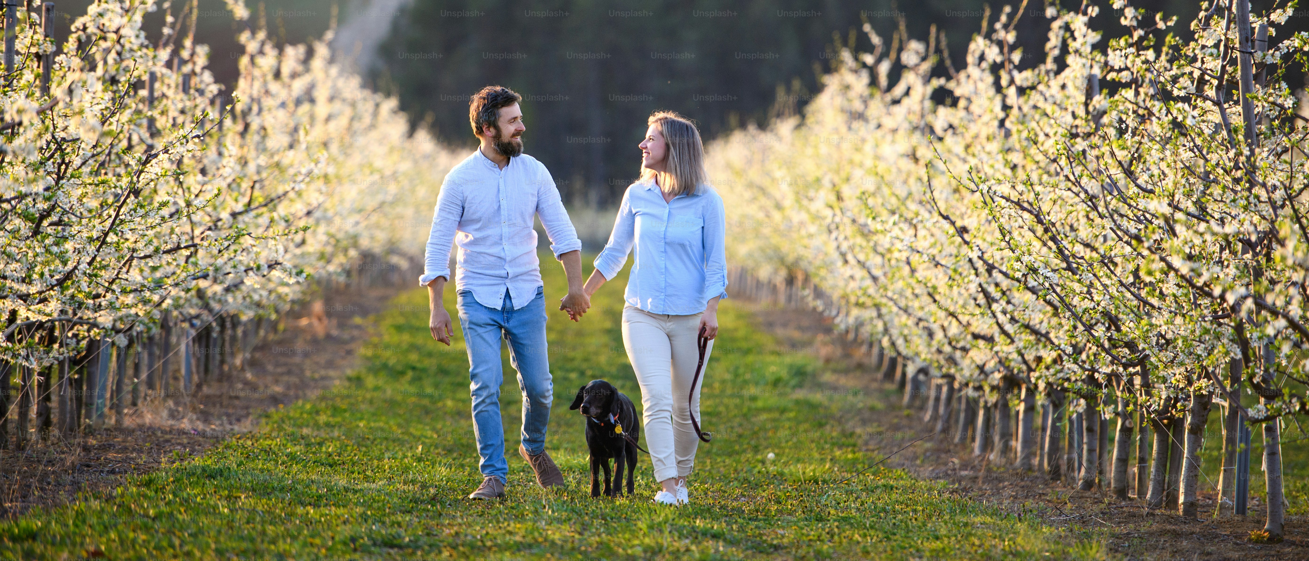 Front view of couple with dog walking outdoors in orchard in spring, holding hands.