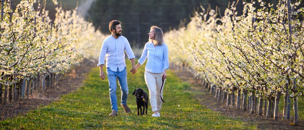 봄에 과수원에서 야외를 걷고 있는 강아지와 손을 잡고 있는 커플의 정면보기.