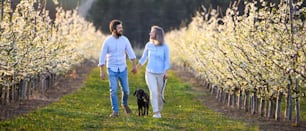 Vorderansicht eines Paares mit Hund, das im Frühling im Obstgarten spazieren geht und Händchen hält.