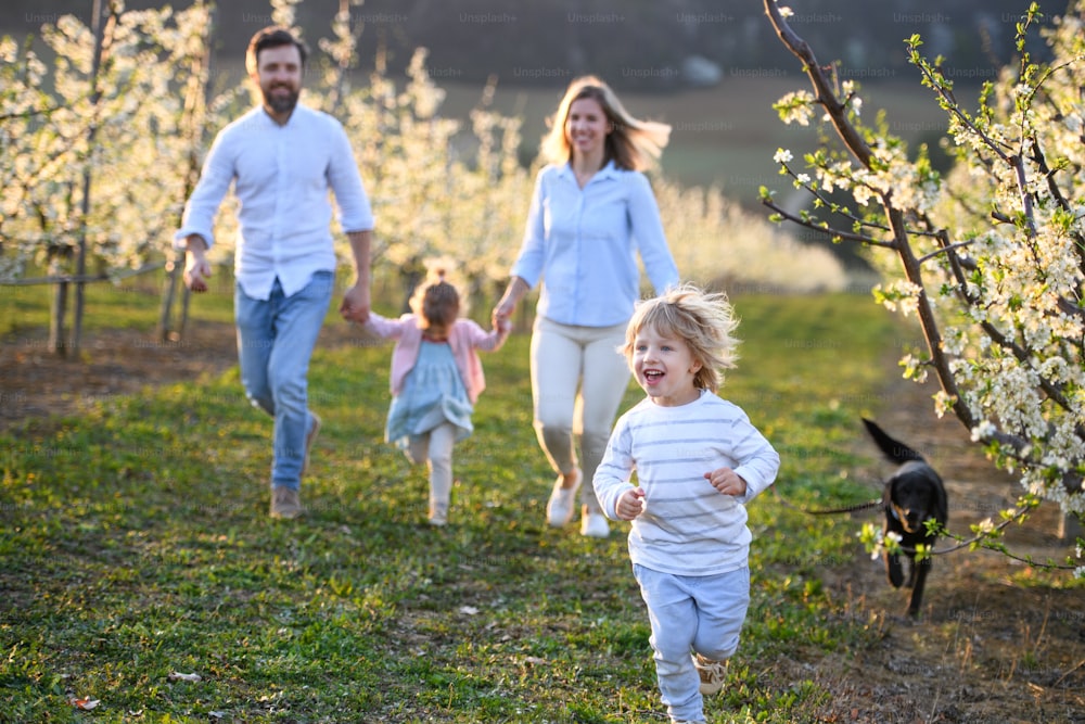 Front view of family with two small children and dog running outdoors in orchard in spring.