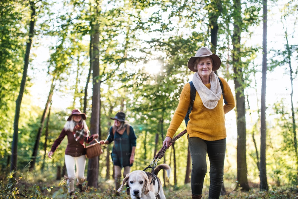 Senior women friends with dog on walk outdoors in forest, walking.