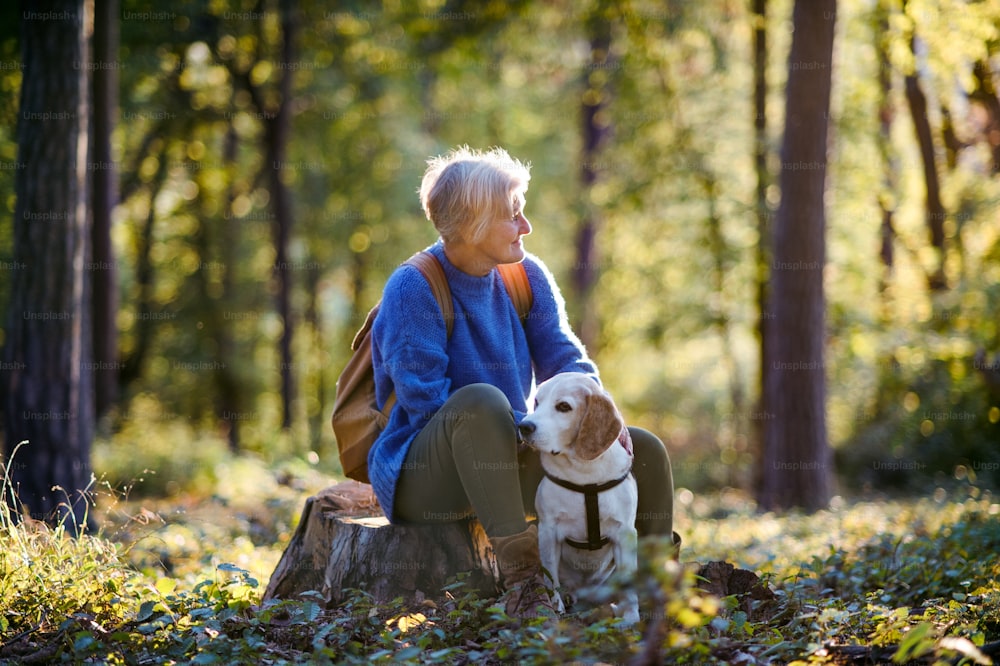 Une femme âgée heureuse avec un chien lors d’une promenade en plein air dans la forêt, se reposant.