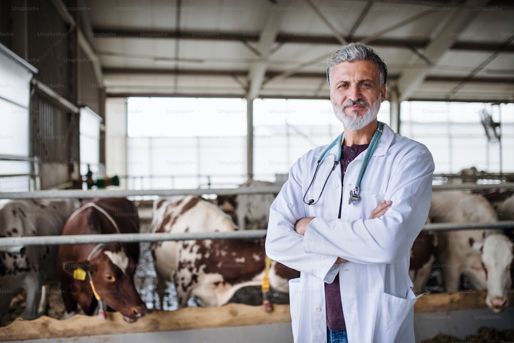 Front view of mature man veterinary doctor on diary farm, agriculture industry.