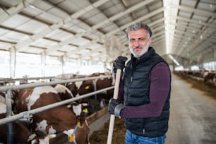 Ein reifer Arbeiter, der auf einer Milchfarm und in der Landwirtschaft arbeitet.