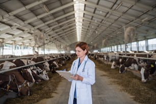 Woman veterinary doctor with thermometer working on diary farm, agriculture industry.