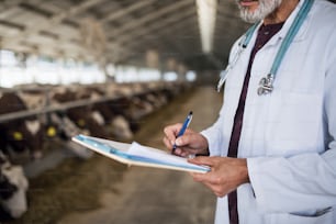 Medico veterinario irriconoscibile con appunti che lavora su fattoria di diario, industria agricola.