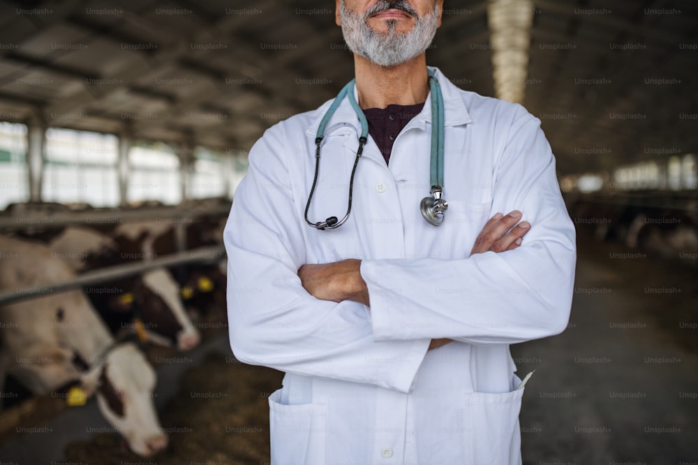 Unrecognizable man veterinary doctor standing on diary farm, agriculture industry.