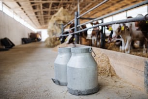 Latas de leche y vacas en una granja de lácteos, una industria agrícola.