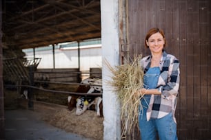 Une ouvrière avec du foin travaillant dans une ferme laitière, dans l’industrie agricole.