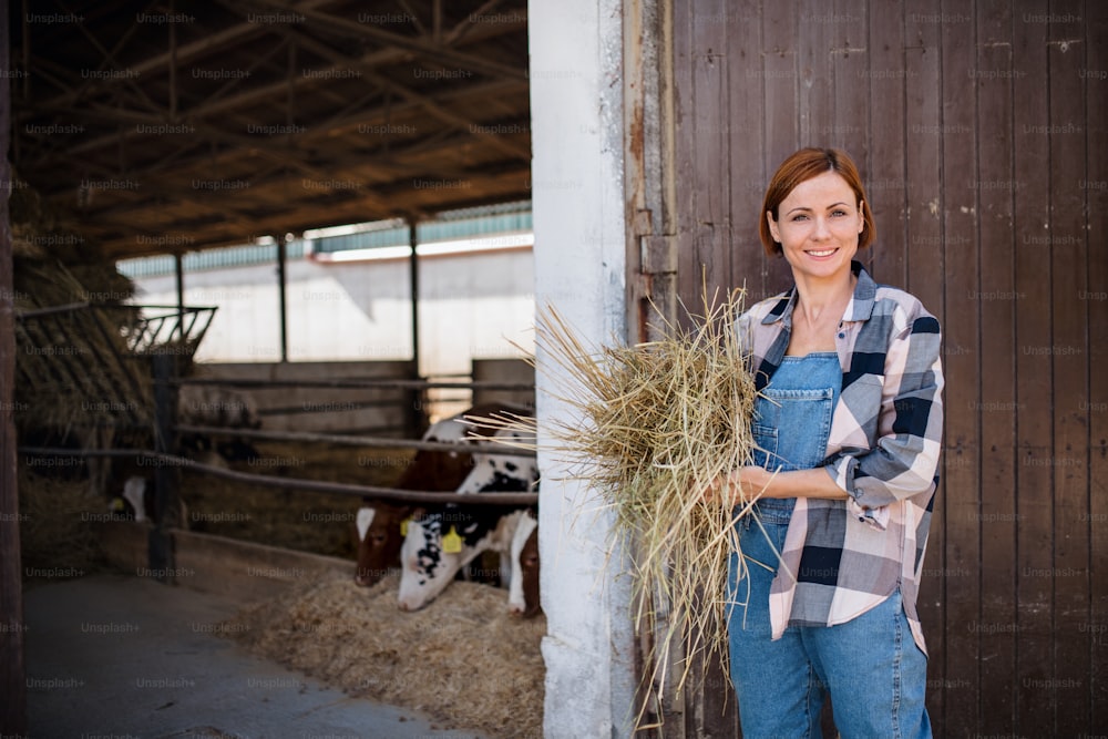 A woman worker with hay working on diary farm, agriculture industry.