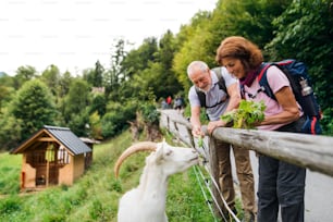 Una pareja activa de jubilados mayores caminando en la naturaleza, alimentando cabras.