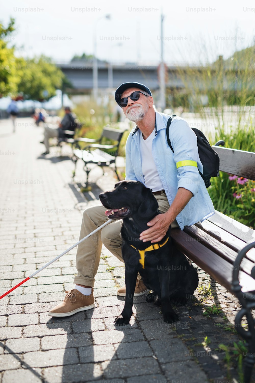 Senior blind man with guide dog and white cane sitting on bench in park in city.