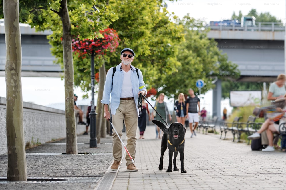 A front view of senior blind man with guide dog walking outdoors in city.