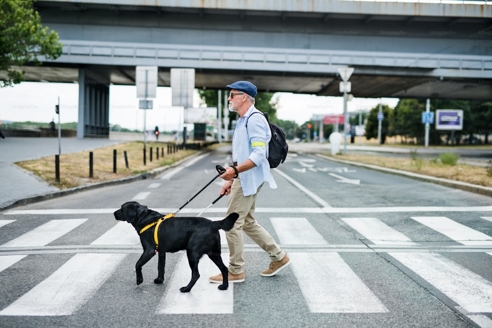 Ein älterer blinder Mann mit Blindenhund geht im Freien in der Stadt spazieren und überquert die Straße.