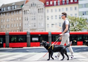 Side view of young blind man with white cane and guide dog walking across street in city.