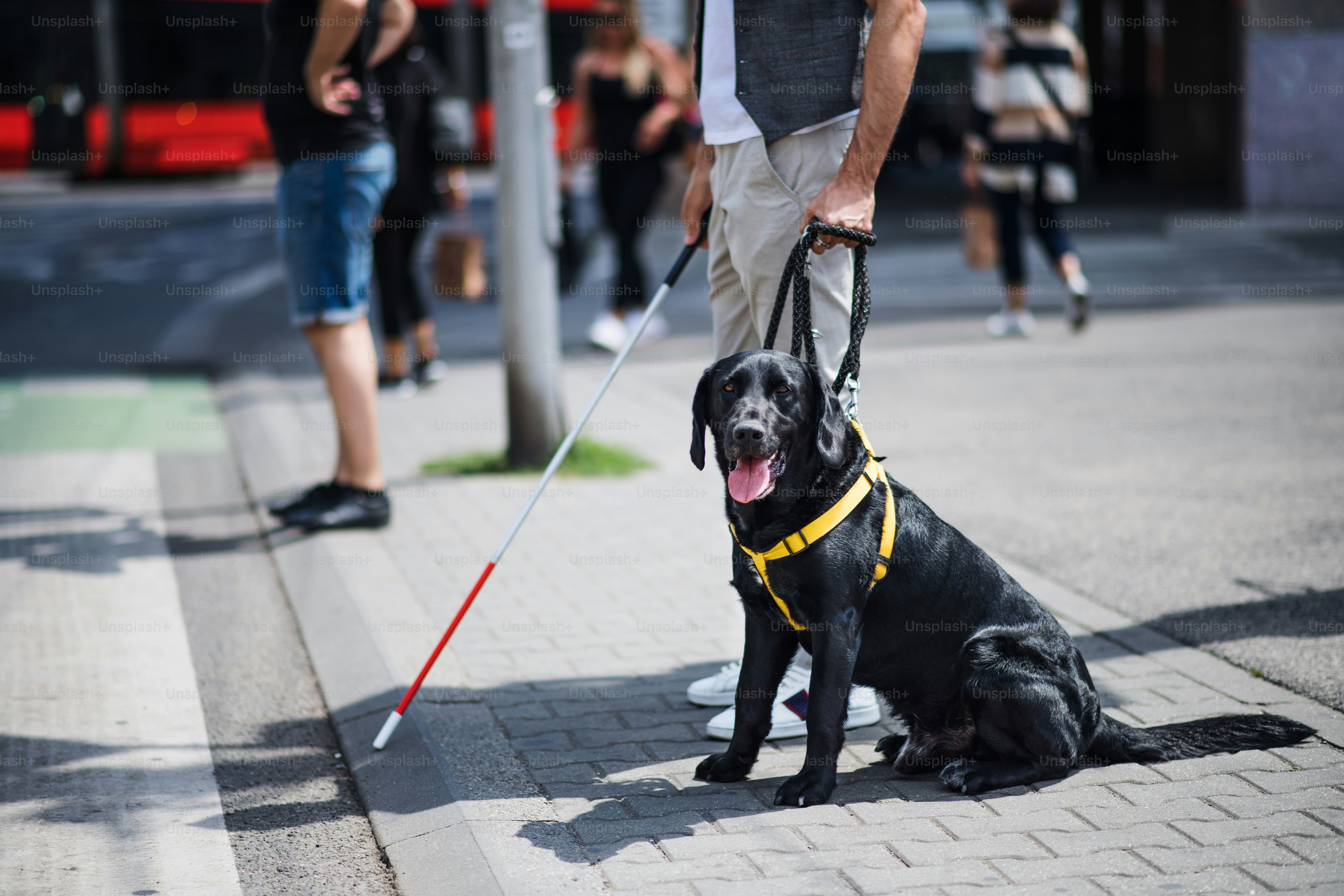 Midsection of young blind man with white cane and guide dog waiting at zebra crossing in city