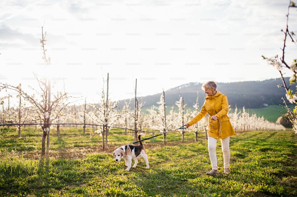 春の果樹園の自然を散歩する愛犬を持つ年配の女性。